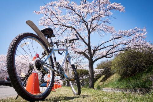 cherry blossom bicycle bike