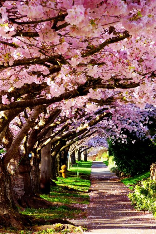blossoms cherry spring