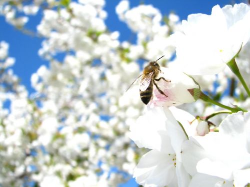 cherry blossom sky white