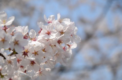 cherry blossom flower white
