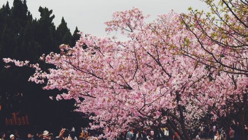 cherry blossom travel the scenery