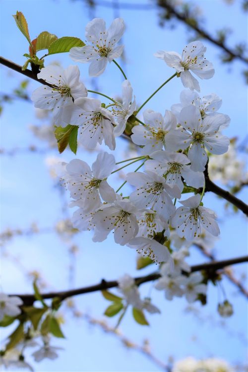 cherry blossom cherry tree white