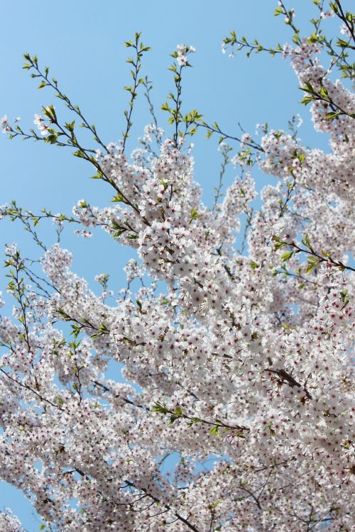 cherry blossom flowers sky