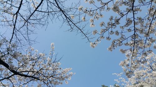 cherry blossom spring sky