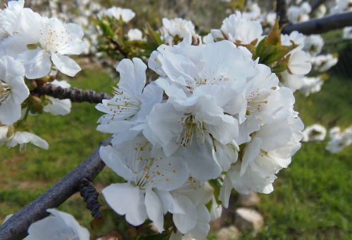 cherry blossom flowers nature