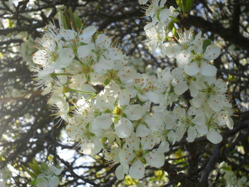 cherry blossom cherry flowers