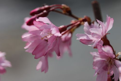 cherry blossom díszcseresznye flower sakura