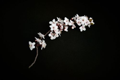 cherry blossom cherry twig cherry petals