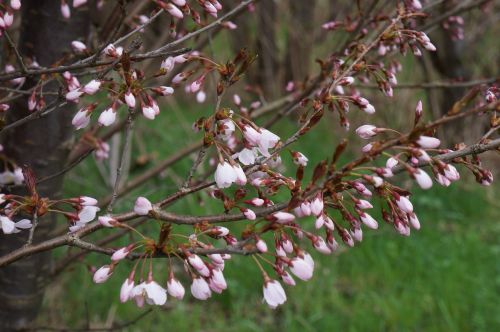 cherry blossom japanese cherry wood