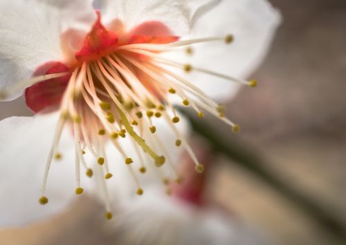 cherry blossom flowers nature