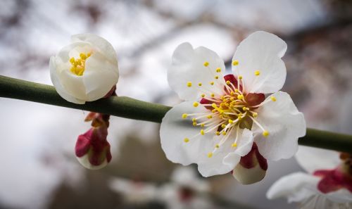 cherry blossom flowers nature