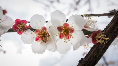 cherry blossom flowers nature