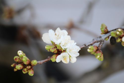 cherry blossom spring new