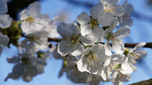 cherry blossom spring white