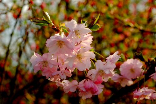cherry blossom spring pink