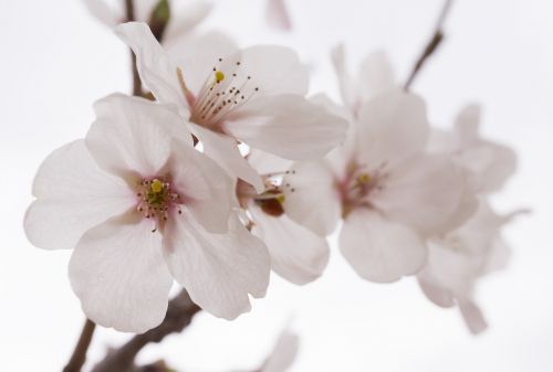 cherry blossom spring wood