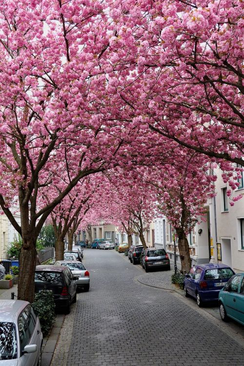 cherry blossom bonn pink