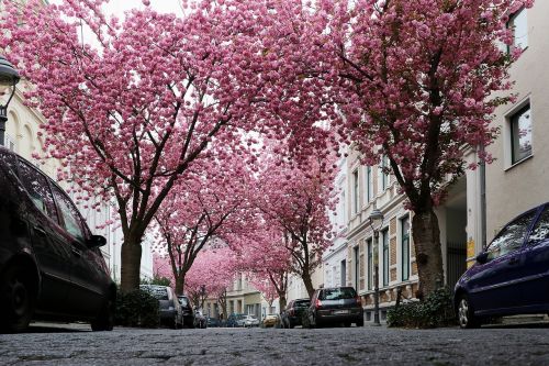 cherry blossom bonn pink