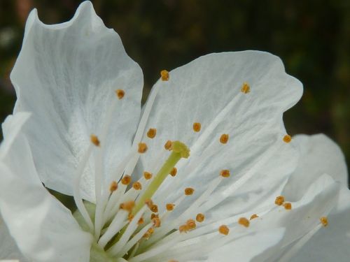 cherry blossom white spring