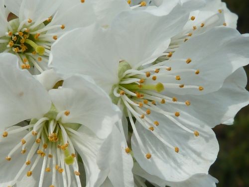 cherry blossom white spring