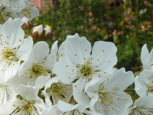 cherry blossom white spring