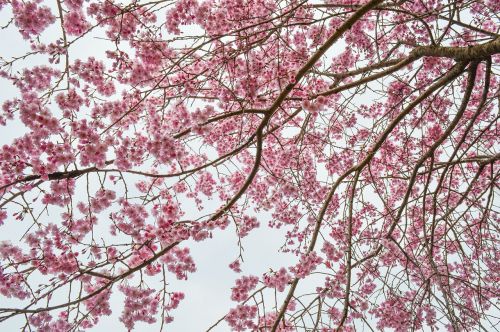 cherry blossom plant pink