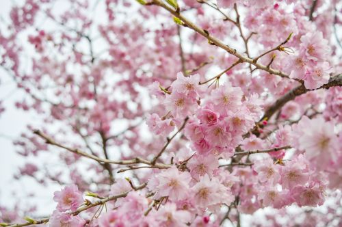 cherry blossom qingdao pink