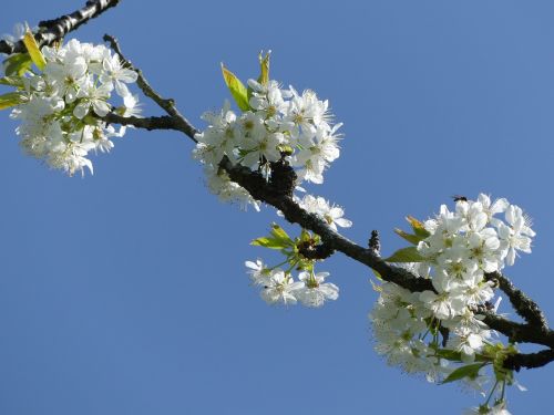 cherry blossom bloom blossom