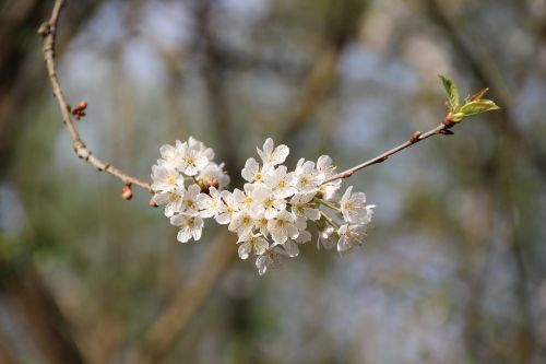 cherry blossom cherry spring