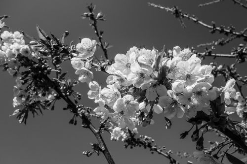 cherry blossom flower blossom