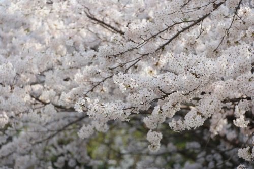 cherry blossom flower spring