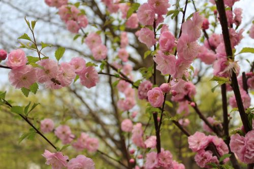 cherry blossom outing yuyuantan