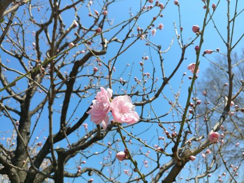 cherry blossom spring flower