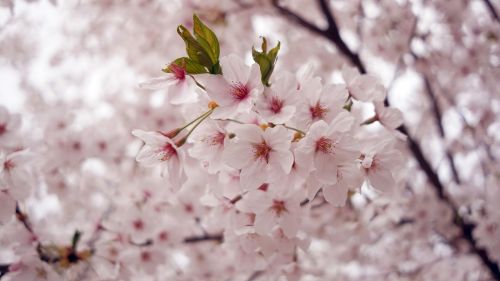 cherry blossom spring flowers