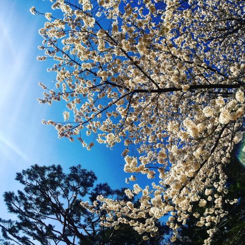 cherry blossom sky pine