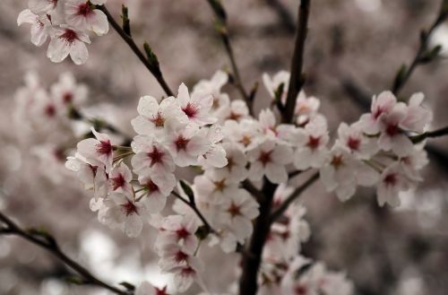 cherry blossom sakura spring