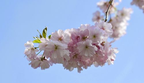 cherry blossom spring blossom
