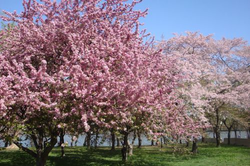 cherry blossom tree cherry