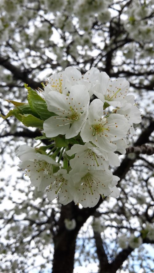 cherry blossom spring white blossom