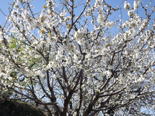 cherry blossom white flower cherry