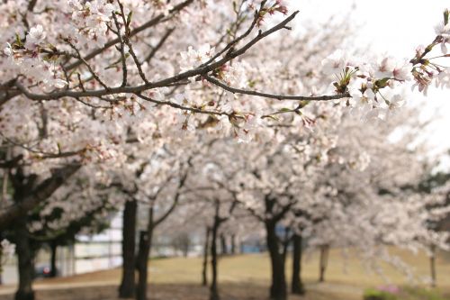 cherry blossom wood spring