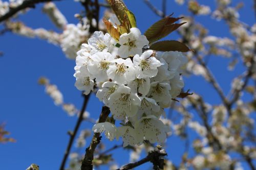 cherry blossom cherry wood spring