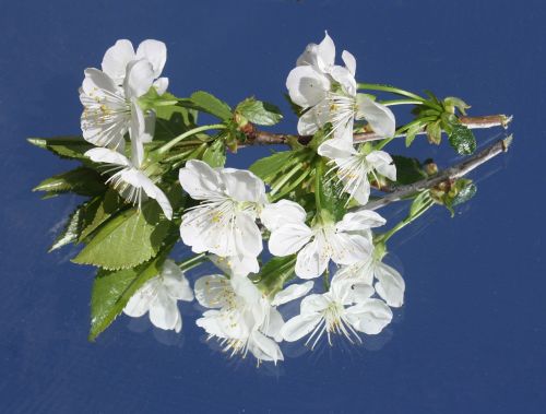 cherry blossom white branch