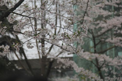 cherry blossom white jimingsi