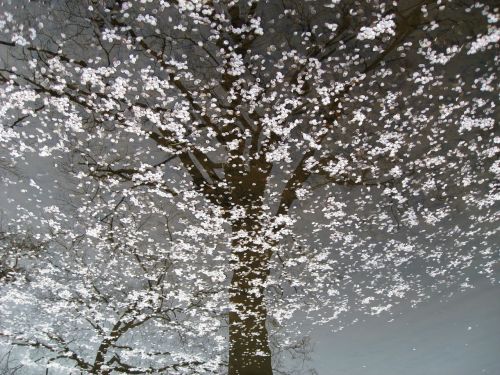 cherry blossom nature floating blossoms