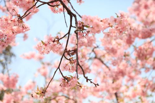 cherry blossom spring the scenery