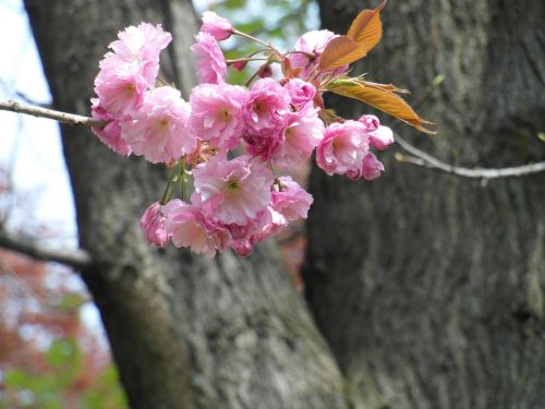 cherry blossom pink spring