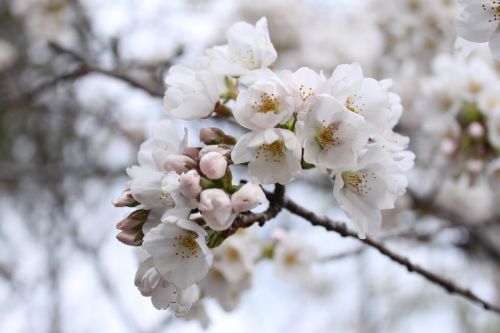 cherry blossom close-up spring