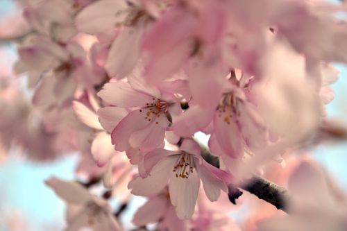 cherry blossom sakura flower