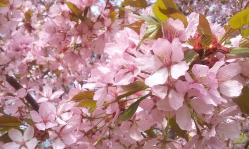 cherry blossom flowers pink flowers